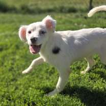 Thumbnail photo of Pico #1