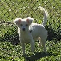 Thumbnail photo of Pico #2