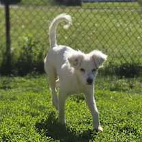 Thumbnail photo of Pico #3