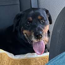 Thumbnail photo of RUBY #4