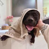 Thumbnail photo of Valley Girl is the family dog of your dreams #1