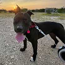 Thumbnail photo of Valley Girl is the family dog of your dreams #4