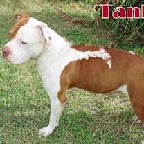 Thumbnail photo of Tank #2