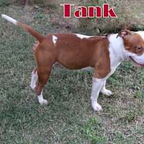 Thumbnail photo of Tank #3