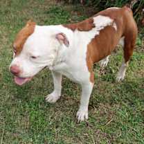 Thumbnail photo of Tank #4