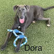 Thumbnail photo of Dora #1