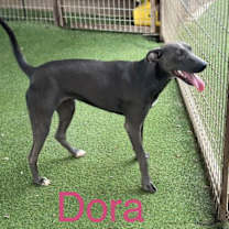 Thumbnail photo of Dora #2