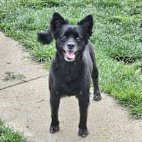 Thumbnail photo of Pogo #1