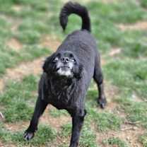 Thumbnail photo of Pogo #4