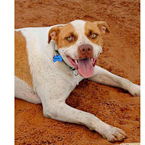 Thumbnail photo of Yamaha #4