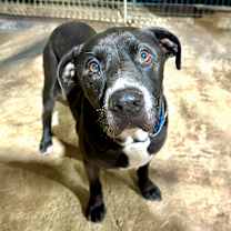 Thumbnail photo of Bruiser #1