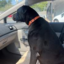 Thumbnail photo of Bruiser #2