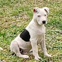 Thumbnail photo of Finn #2