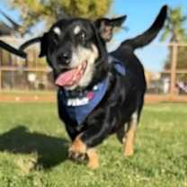 Thumbnail photo of Peanut OS PDR #3