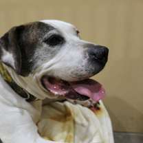 Thumbnail photo of Patrick #4