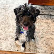 Thumbnail photo of Scruff #2