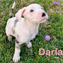 Thumbnail photo of Darla #2
