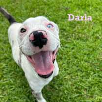 Thumbnail photo of Darla #4