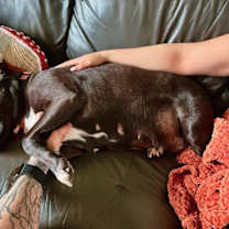 Thumbnail photo of Tallulah #3