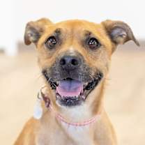adopt-pet