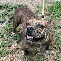 Thumbnail photo of Frannie #2