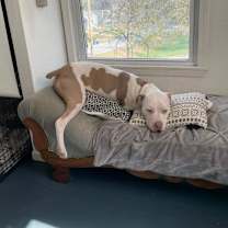 Thumbnail photo of Rocko #3