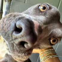 Thumbnail photo of Dove #2