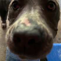 Thumbnail photo of Dove #3