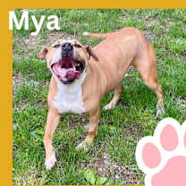 Thumbnail photo of Mya #4