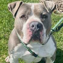 Thumbnail photo of Stevie #2