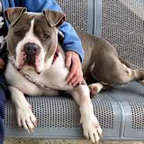 Thumbnail photo of Stevie #4