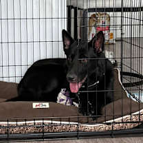 Thumbnail photo of Varnyx #2