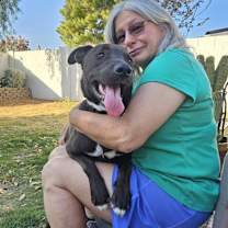 adopt-pet