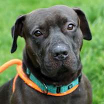 Thumbnail photo of Darius #1