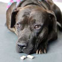 Thumbnail photo of Darius #2