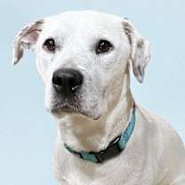 adopt-pet