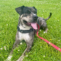 Thumbnail photo of Dually #1