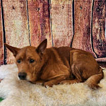 Thumbnail photo of Jesse James JuM #4