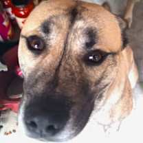 Thumbnail photo of Buddy #2