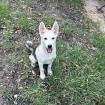 Thumbnail photo of Brie #2