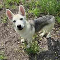 Thumbnail photo of Brie #3