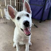 Thumbnail photo of Brie #4