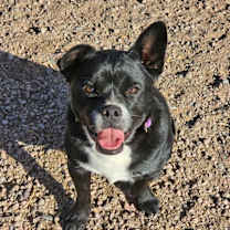 adopt-pet