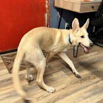 Thumbnail photo of Joey #3