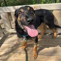 Thumbnail photo of Pollo #2