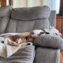 Thumbnail photo of Sweet Pea (AL) #3