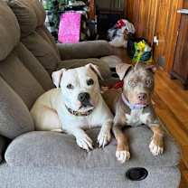 Thumbnail photo of Sweet Pea (AL) #4