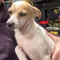 Thumbnail photo of Twig (AL) #4