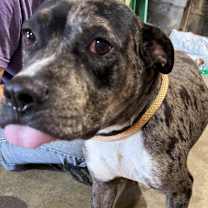 Thumbnail photo of Dually #4