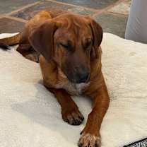 adopt-pet
